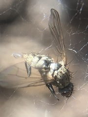 Diptera