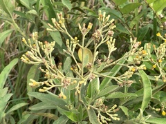 Blumea balsamifera