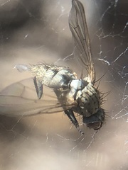 Diptera