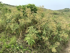 Blumea balsamifera
