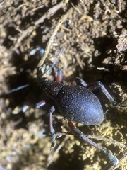 Byrsopagini