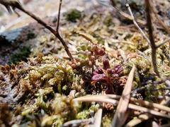Sedum annuum