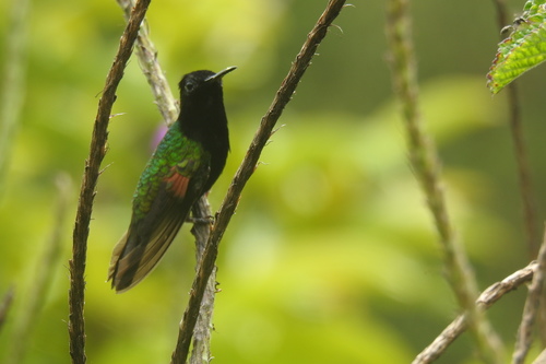 Black-bellied Hummingbird (Eupherusa nigriventris), photo 10