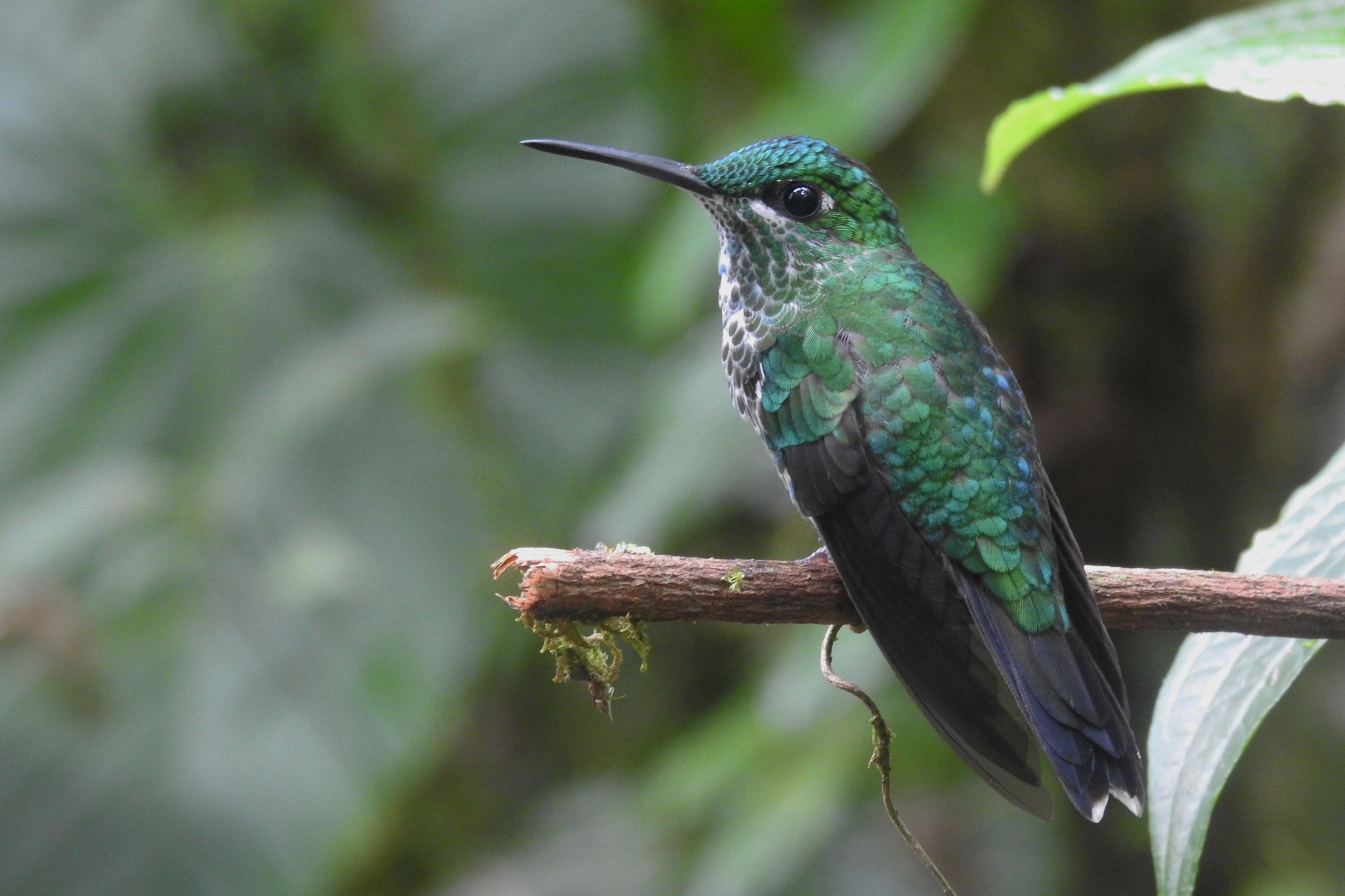 Green-crowned Brilliant (Heliodoxa jacula)