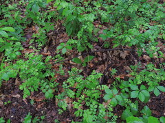 Clintonia umbellulata