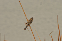 Emberiza pallasi
