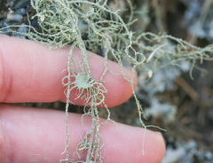 Usnea intermedia