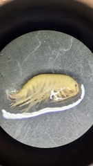 Echinogammarus