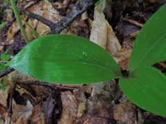 Clintonia umbellulata