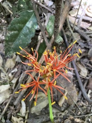 Scadoxus