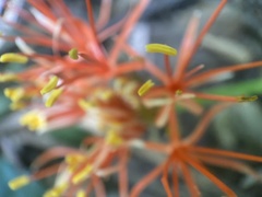 Scadoxus