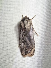 Agrotis radians