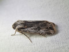 Agrotis radians