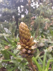 Guzmania coriostachya