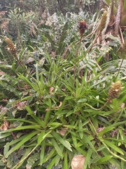 Guzmania coriostachya