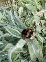 Bombus terrestris