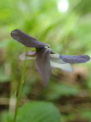 Viola labradorica