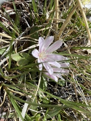 Lewisia brachycalyx