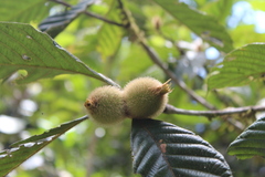 Duroia hirsuta