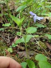 Viola labradorica