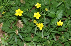 Ranunculus palaeoeuganeus