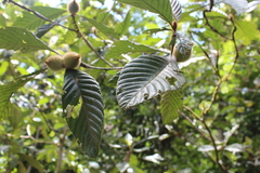 Duroia hirsuta