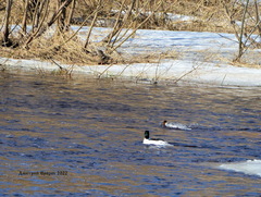 Mergus merganser