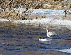 Mergus merganser