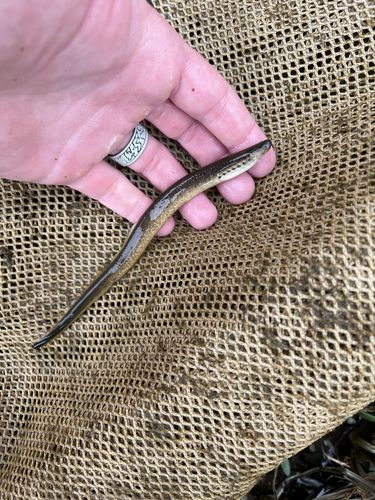 Northern Brook Lamprey