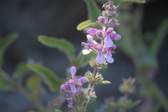 Stachys macraei