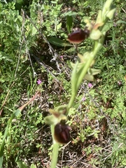 Ophrys sphegodes montenegrina