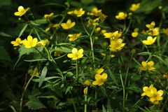 Ranunculus palaeoeuganeus