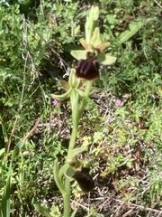 Ophrys sphegodes montenegrina