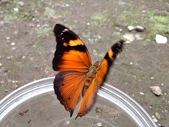 Doleschallia bisaltide