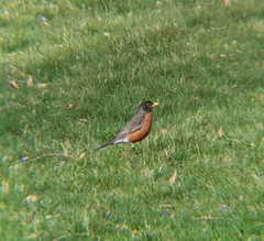 Turdus migratorius