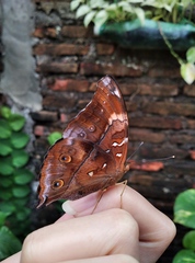 Doleschallia bisaltide