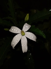 Hippobroma longiflora