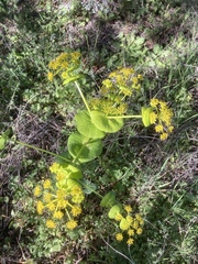 Smyrnium perfoliatum rotundifolium