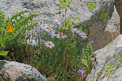 Erigeron leiomerus
