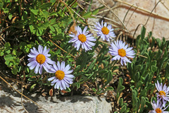 Erigeron leiomerus