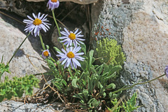 Erigeron leiomerus