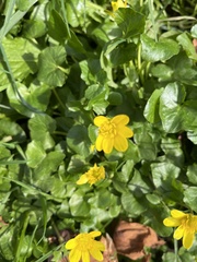 Ficaria verna