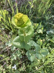 Smyrnium perfoliatum rotundifolium