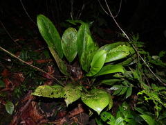 Dieffenbachia humilis
