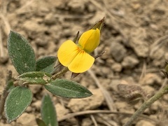 Crotalaria chinensis