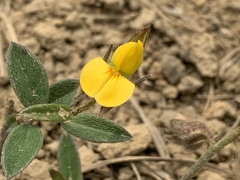Crotalaria chinensis