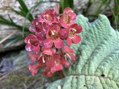 Streptocarpus dunnii