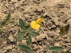 Crotalaria chinensis