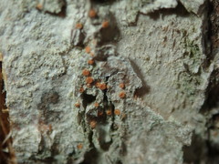 Bacidia rubella