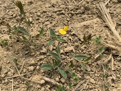 Crotalaria chinensis